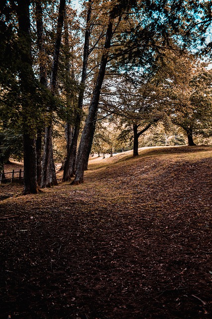 trees, summer, nature, sky, cloud, hot, mood, old, memories, beauty, full, turnback, happy